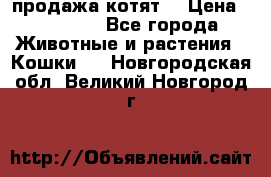 продажа котят  › Цена ­ 15 000 - Все города Животные и растения » Кошки   . Новгородская обл.,Великий Новгород г.